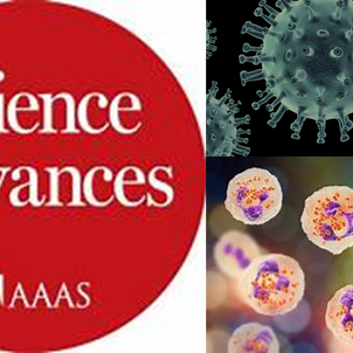 IFN-gamma primes bone marrow neutrophils to acquire regulatory functions in severe viral respiratory infections